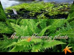 Non flowering plants names and pictures. Flowering Or Non Flowering Plants Youtube