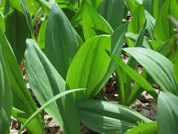 Attacking all species of lilies, including oriental, asiatic and easter. The Foraged Foodie Foraging Identifying And Sustainably Harvesting Ramps