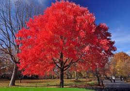 See the articles wood allergies and toxicity and wood dust safety for more information. Best Maple Trees For Fall Color Plantingtree