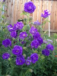 Purple Canterbury Bells Cup And Saucer Flowers Bells Floral