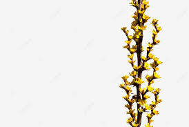 Image result for Berberis verruculosa