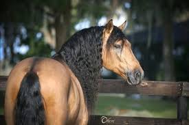 2017 buckskin andalusian stallion $35,000. Desplante Xiii Rare Red Buckskin Imported Andalusian Stallion Home Facebook