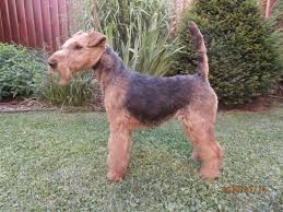 Image result for velšteriér