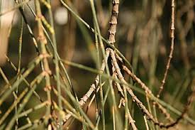 Image result for Casuarina verticillata