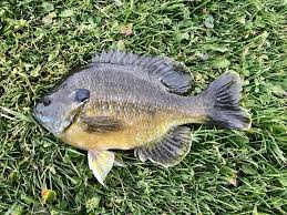 What Bluegill Really Eat How To Catch Them With Live Bait