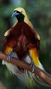 Lesser Bird Of Paradise Images Male Greater Bird Of Paradise Is The Largest Member Of The Genus Paradisaea It Measures Up To 17 In Long Excluding The Lo Beautiful Birds Birds Pet Birds