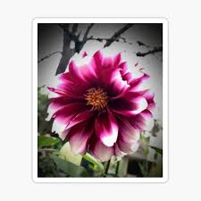 Whether you're sending stunning roses to your wife, a colorful bouquet for a friend's birthday or just a little arrangement to let someone know you're thinking about them, 1800flowers.com delivers. 1800 Flowers Stickers Redbubble