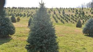 If what you really want is an artificial tree that can serve as the perfect blank canvas for your collection of family ornaments, turn to this downswept douglas fir. Christmas Tree Prices Here S Why Your Tree Will Cost More In 2019