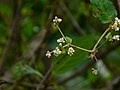 Image result for Persicaria hystricula