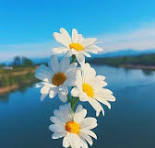 Hình Nền Hoa Đẹp Cho Điện Thoại Chất Lượng Nhất - Moc247