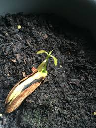 A mango tree will grow easily from seed, but the seeds must come from a fully ripened fruit and they must be planted while fresh. 12 Mango Seed Growing Ideas Mango Tree Growing Fruit Fruit Trees