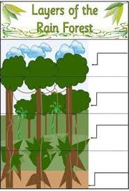 Rain Forest Amazon Rainforest Activities Rainforest Plant Science