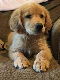 Younger goldens almost always come with a heftier initial price. Golden Retriever Puppies Price In Usa Off 65 Www Usushimd Com