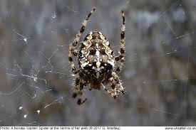 True garden spiders have black and yellow markings on their bodies, although other nonpoisonous spiders might take up residence in your garden. Garden Spiders Cross Spiders Araneus Diadematus Uk Safari