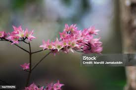 Image result for Clerodendrum umbellatum