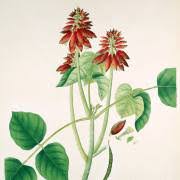 Image result for Leptactina arborescens