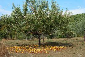 Find over 100+ of the best free apple tree images. Large Group Of Yellow Apples On The Ground Under Apple Tree Stock Photo Picture And Royalty Free Image Image 7141317