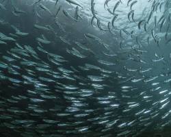 school of herring in the ocean