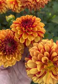Image result for Dahlia sp. (cultivar)