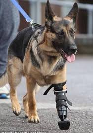 Thanks For Your Service Soldier Animals Hayvanlar Hayvan Ve Hayvan Resimleri