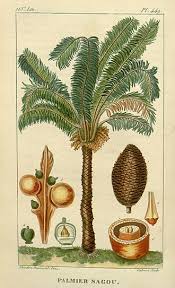 Image result for Cycas thouarsii