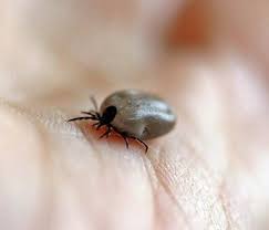Voksne lopper kan overleve i måneder uden suge blod fra en vært. Flater Hos Katte Netdyredoktor