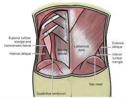 When we think of back muscles, latissimus dorsi (lats) comes to mind. Best Exercises For Strong Lower Back By Rahul Yadav Medium