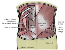 Part of the issue i had was that i have very tight hamstrings and was told i need to work on my hip flexors. Best Exercises For Strong Lower Back By Rahul Yadav Medium