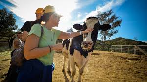 We did not find results for: Great Petting Zoos And Animal Farms In Los Angeles Mommy Nearest