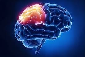 Image result for Parietal Lobe