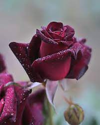 ブラックバカラ black baccara 好きな薔薇は沢山ありますが その中でひとつだけ選べと言われれば このブラックバカラを選ぶかも知れません 私の中では美しくてカッコよくてセクシーでキュートな最高の薔薇なのです 赤いバラの壁紙 赤いバラ