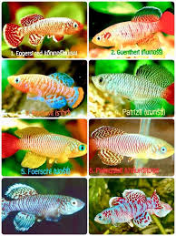 Killifish Eggs Nothobranchius Tropical Fish 60 Eggs High Hatching Rate Food Tropical Freshwater Fish Betta Fish Fish