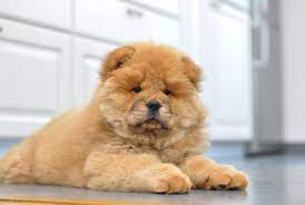 Best Quality Chow Chow Puppies For Sale In Singapore January 2022