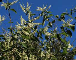 Image result for Lannea virgata