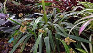 Image result for Polystachya galeata