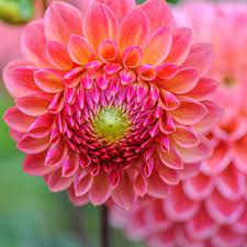 Other watercolor flowers to try. 10 Beautiful Flowers That Look Like Roses Bloom Wild