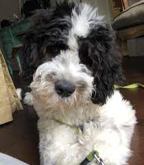 Saint Berdoodle Puppies Characteristics Pictures Advantages Colors St Berdoodle Poodle Mix Dogs Puppy Adoption