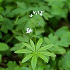 The herb is native to. Gardening 101 Sweet Woodruff Gardenista