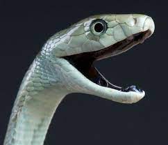 Black Mamba Snake Black Mamba Snake Mamba Snake Black Mamba