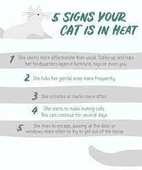 To do so, she will back up to her surface of choice, raise her quivering tail, and may even perform the rhythmic treading described above. What You Should Know About Spaying Your Pet In Heat