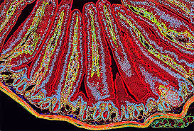 Like any other multicellular living thing, leaf structure is made up of layers of cells. viewing the leaf under the microscope shows different typesof cells that serve various functions. Stem Cells Cell Press