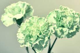 Sunny Day Happy Face The Green Carnations Green Carnation Mint Green Flowers Carnation Flower