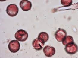 Image result for Vitex ferruginea