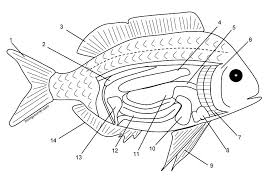Fish Internal Anatomy Coloring Fish Anatomy Biology Activity Biology Lessons
