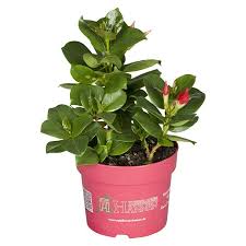 Image result for dipladenie sanderi obrázek