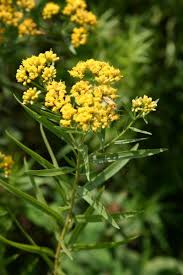 Image result for Asclepias graminifolia