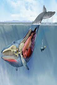 What is the largest animal in the world. The Record Setting Anatomy Of The Blue Whale A Look Inside The Largest Animal In The World Record Setting Anatomy Blue Whale Ikan Paus Hewan Gajah Asia