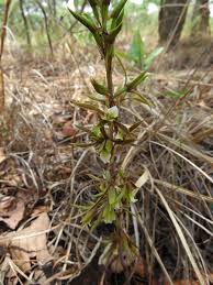 Image result for Eulophia norlindhii