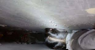 Ini, nantinya kalian akan di bawa pada situs yang sangat rahasia. Girl 6 Gets Her Head Stuck In Tiny Gap In Her Primary School Playground
