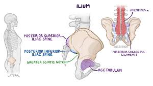 Start learning with our skeleton diagrams, bone labeling exercises and skeletal system quizzes! Bones Of The Lower Limb Osmosis